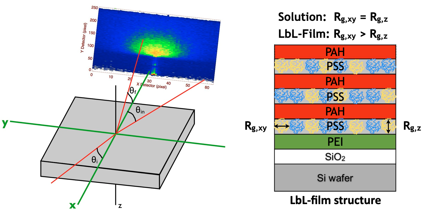 Anisotropic coil dimensions of polyelectrolytes in LbL-films determined by neutron diffusion